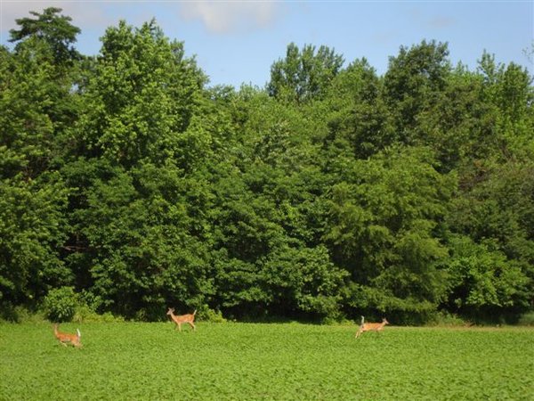 10 Acre Building Site Real Estate Auction